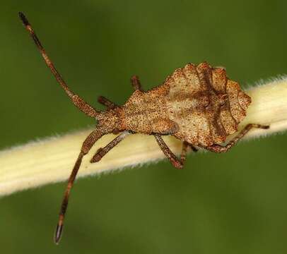 Image of Coreus