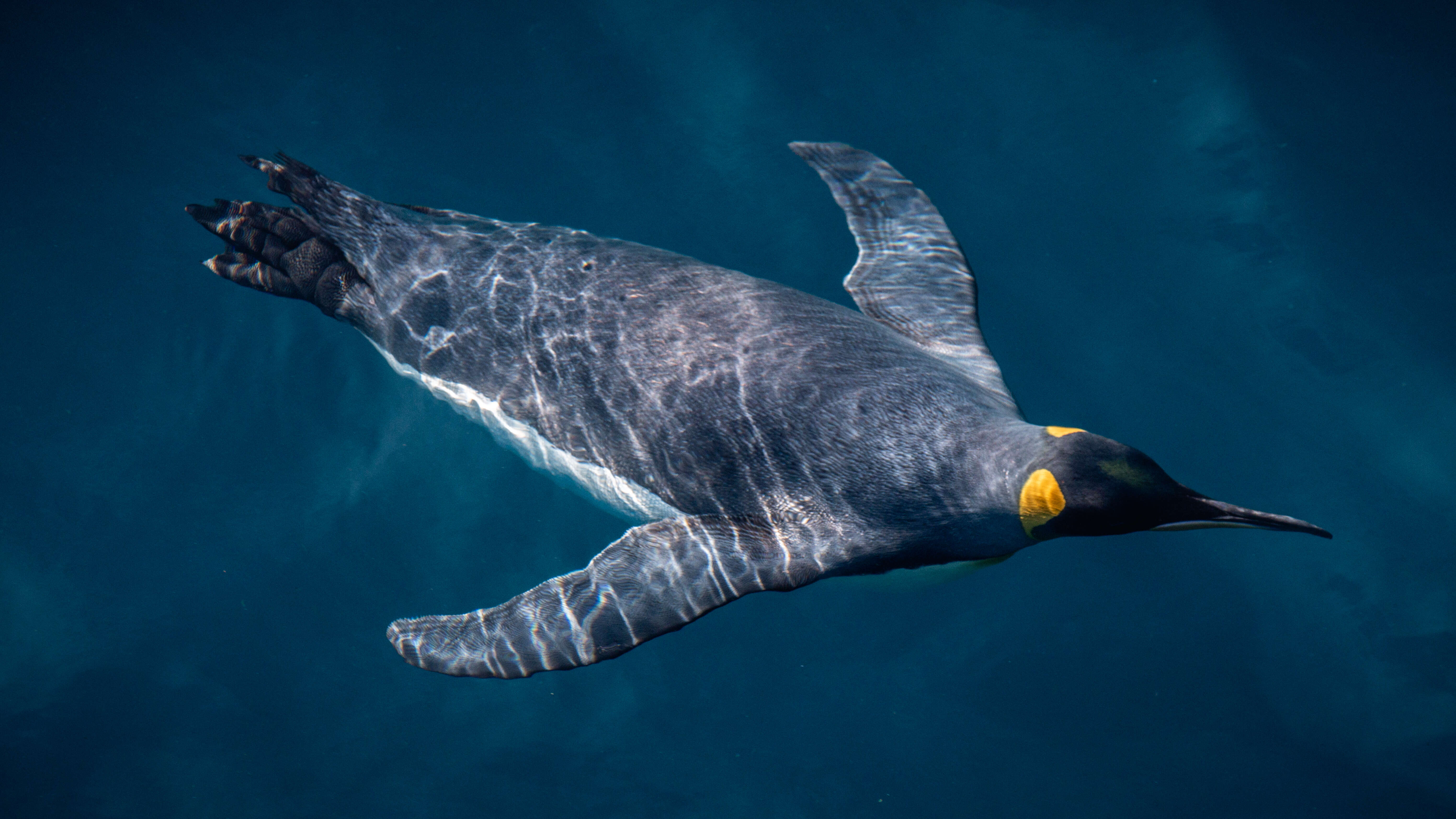 Image of King Penguin