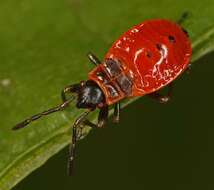 Image of red bugs