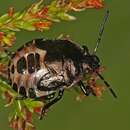 Image of Heather Bug