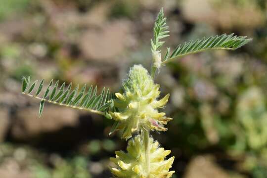 Imagem de Astragalus alopecurus Pall. ex DC.