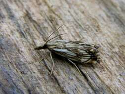 صورة Catoptria