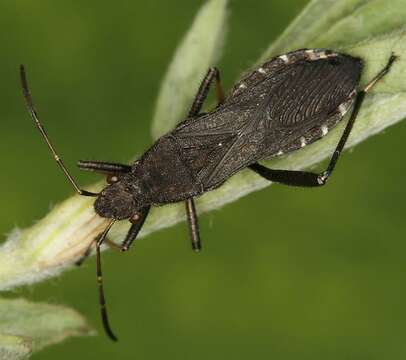 Image of Alydus