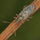 Image of Scentless plant bug