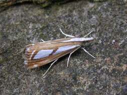 صورة Catoptria