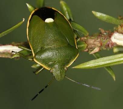 Image of <i>Chlorochroa juniperina</i>