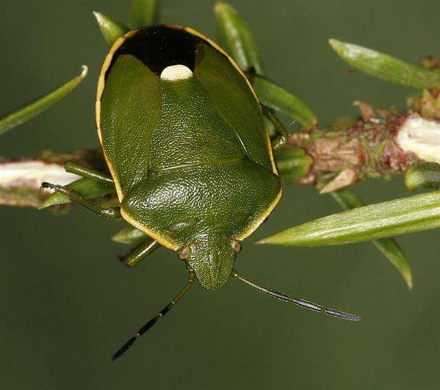 صورة <i>Chlorochroa juniperina</i>