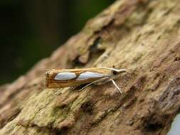 صورة Catoptria