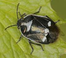 صورة <i>Eurydema oleracea</i>