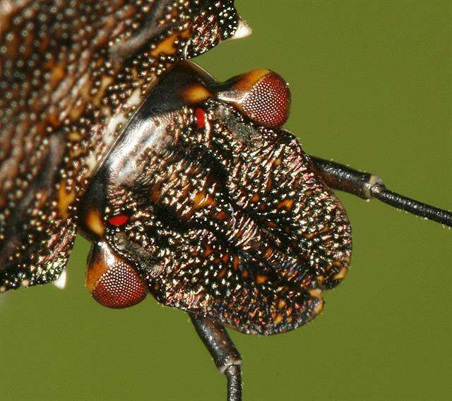 Image of <i>Pentatoma rufipes</i>