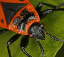 Image of red bugs