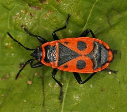 Image of red bugs