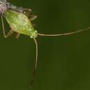 Image of alfalfa plant bug