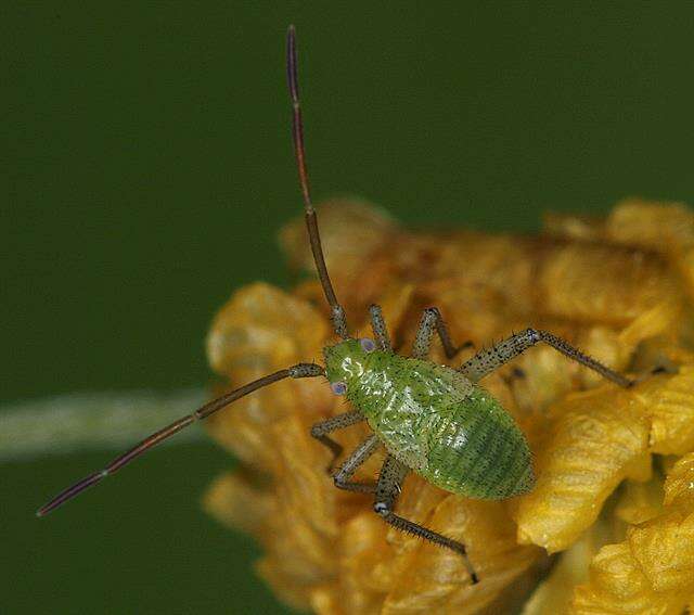 Image of Adelphocoris