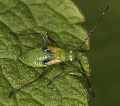 Image of Adelphocoris quadripunctatus (Fabricius 1794)