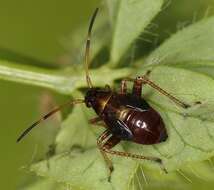 Adelphocoris seticornis (Fabricius 1775)的圖片