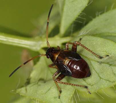 Adelphocoris seticornis (Fabricius 1775) resmi