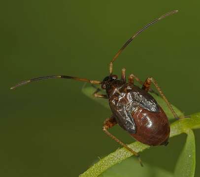 Adelphocoris seticornis (Fabricius 1775)的圖片