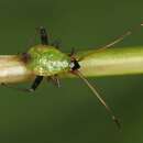 Image of Adelphocoris ticinensis (Meyer-Dur 1843)