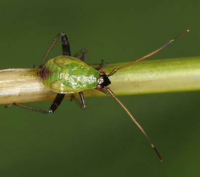 Image of Adelphocoris ticinensis (Meyer-Dur 1843)