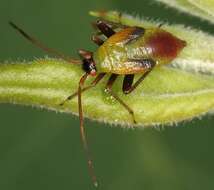 Image of Adelphocoris ticinensis (Meyer-Dur 1843)