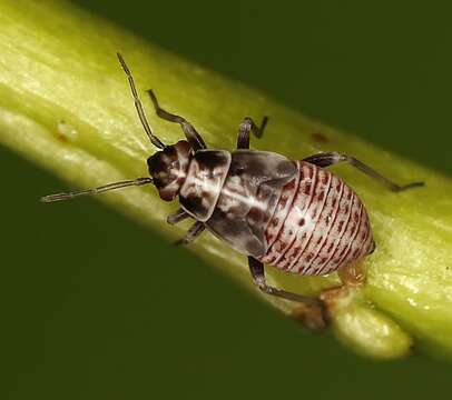 صورة Agnocoris