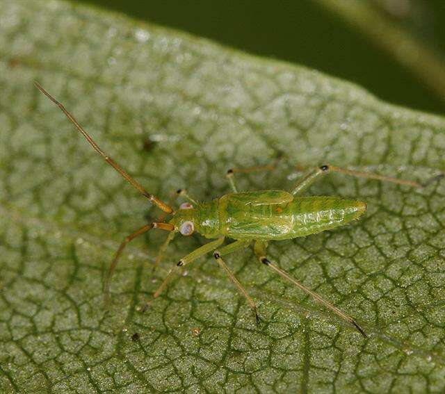 Image of Blepharidopterus