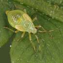 Image of Bryocoris pteridis (Fallen 1807)