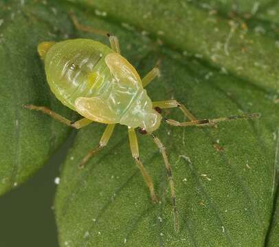 Image of Bryocoris