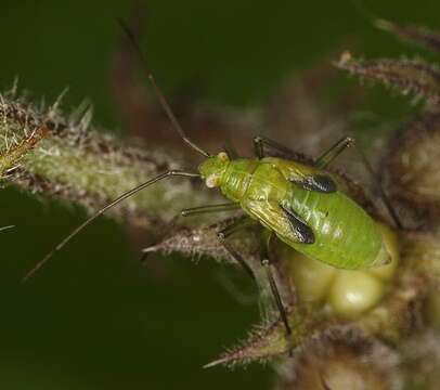 Image of Calocoris