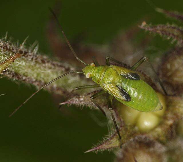 Image of Calocoris