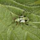 Image of Calocoris alpestris (Meyer-Dur 1843)