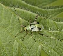 Image of Calocoris