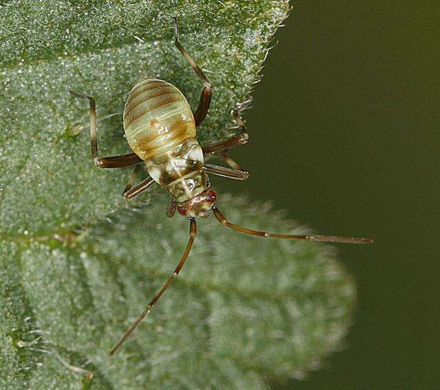 Image of Calocoris