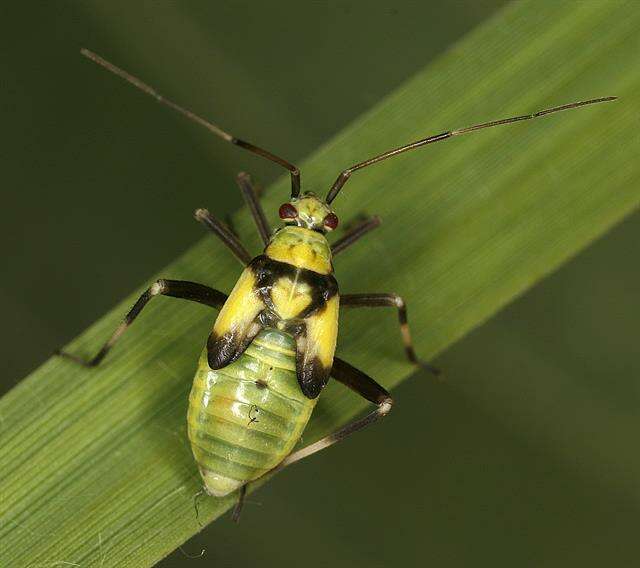 Image of Calocoris