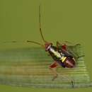 Image of Calocoris roseomaculatus (De Geer 1773)