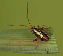 Image of Calocoris