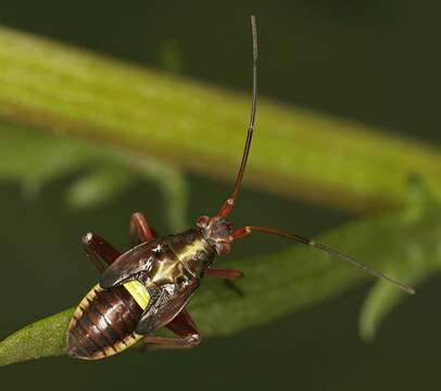 Image de Calocoris