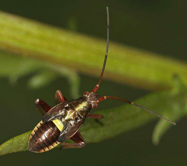 Image of Calocoris