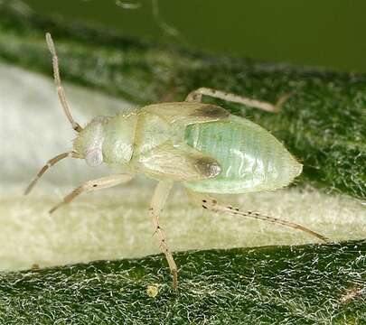 Image of Mullein Bug