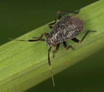 Image of Capsus pilifer Remane 1950