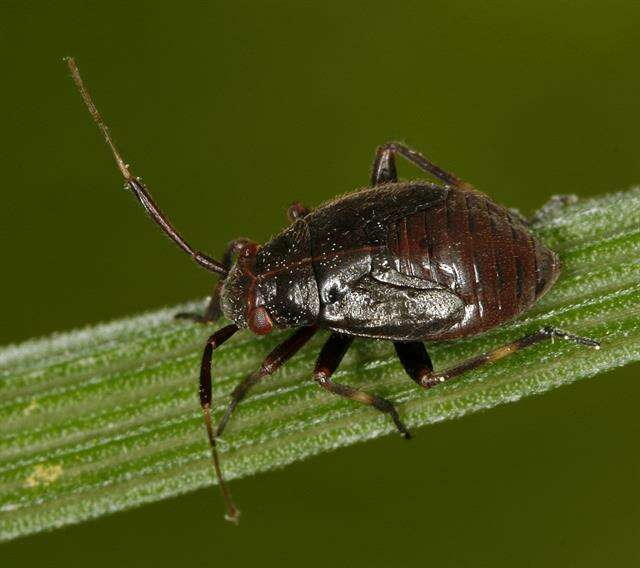 Image of Capsus wagneri Remane 1950