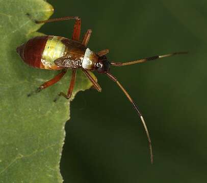 Image of Closterotomus