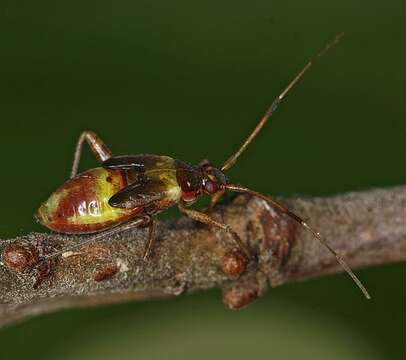 Image of Closterotomus