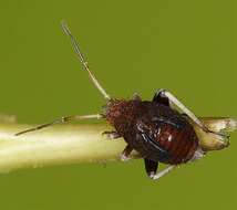 صورة Criocoris