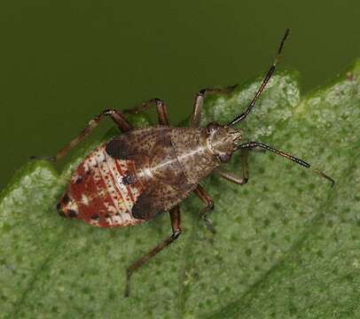 Image of Deraeocoris