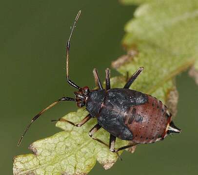 Image of Deraeocoris