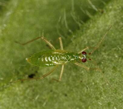 Слика од Dicyphus constrictus (Boheman 1852)