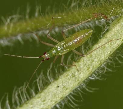 Dicyphus pallidus (Herrich-Schaeffer 1836)的圖片