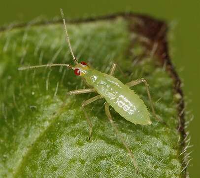 Image of Dicyphus stachydis J. Sahlberg 1878